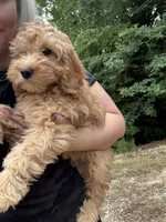 Millie, a female Miniature Goldendoodle for sale in Spencer, NC – 4 of 7
