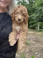 Goldie, a female Miniature Goldendoodle for sale in Spencer, NC – 5 of 5