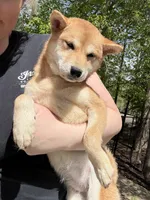 Sushi, a female Shiba Inu for sale in Spencer, NC – Photo 4 of 6