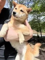 Sushi, a female Shiba Inu for sale in Spencer, NC – Photo 2 of 6