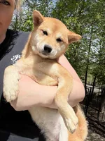 Sushi, a female Shiba Inu for sale in Spencer, NC – Photo 1 of 6