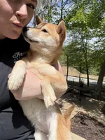 Sushi, a female Shiba Inu for sale in Spencer, NC – Photo 5 of 6
