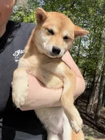 Sushi, a female Shiba Inu for sale in Spencer, NC – Photo 3 of 6
