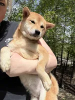 Sushi, a female Shiba Inu for sale in Spencer, NC – Photo 6 of 6