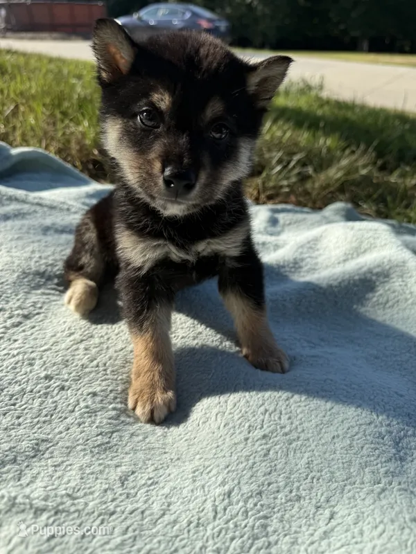 Mojo  – Shiba Inu puppy for sale in Spencer, NC