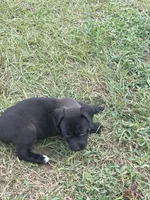 Mela, a female American Pit Bull Terrier for sale in Elgin, SC – 2 of 5