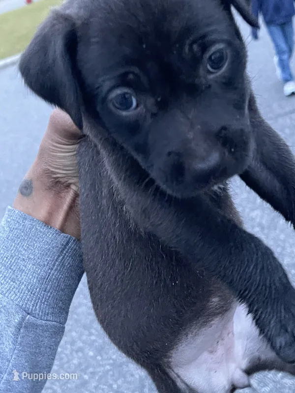 Mela – American Pit Bull Terrier puppy for sale in Elgin, SC
