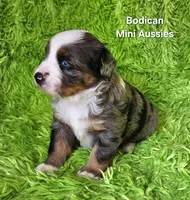 #6 LIBERTY ~ BMF, a female Miniature Australian Shepherd for sale in Reagan, TN – 10 of 10