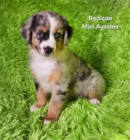 #2 VALOR ~BMM, a male Miniature Australian Shepherd for sale in Reagan, TN – 1 of 10