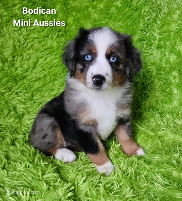 #6 LIBERTY ~ BMF – Miniature Australian Shepherd puppy for sale in Reagan, TN