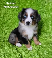 #6 LIBERTY ~ BMF, a female Miniature Australian Shepherd for sale in Reagan, TN – 1 of 10