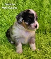 #4 GUNNER ~ BMM, a male Toy Australian Shepherd for sale in Reagan, TN – 3 of 7