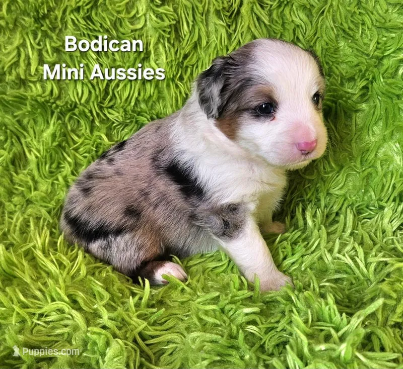 #2 TANGO ~ BMM – Toy Australian Shepherd puppy for sale in Reagan, TN