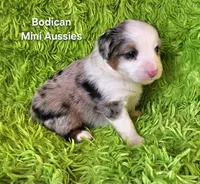 #2 TANGO ~ BMM, a male Toy Australian Shepherd for sale in Reagan, TN – 1 of 7