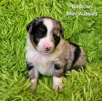 #5 ANTHEM ~ BMM, a male Toy Australian Shepherd for sale in Reagan, TN – 3 of 7