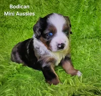 #6 LIBERTY ~ BMF, a female Miniature Australian Shepherd for sale in Reagan, TN – 8 of 10