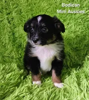 #6 CAMO ~ BKM, a male Toy Australian Shepherd for sale in Reagan, TN – 7 of 9