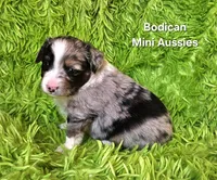 #5 ANTHEM ~ BMM, a male Toy Australian Shepherd for sale in Reagan, TN – 6 of 7