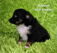 #6 CAMO ~ BKM, a male Toy Australian Shepherd for sale in Reagan, TN – 9 of 9