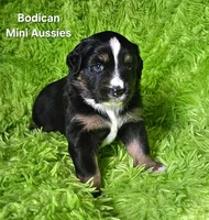 #1 WILLOW~BKF, a female Miniature Australian Shepherd for sale in Reagan, TN – 2 of 7