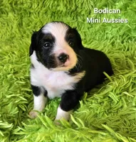#7 BELL ~ BKF, a female Toy Australian Shepherd for sale in Reagan, TN – 7 of 9