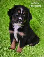 #1 WILLOW~BKF, a female Miniature Australian Shepherd for sale in Reagan, TN – 1 of 10