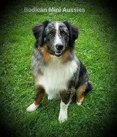 BENTLY, a male Miniature Australian Shepherd for sale in Reagan, TN – Photo 10 of 10