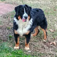 BENTLY, a male Miniature Australian Shepherd for sale in Reagan, TN – Photo 5 of 10