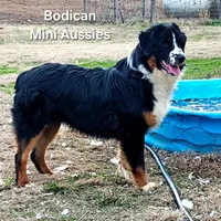 BENTLY, a male Miniature Australian Shepherd for sale in Reagan, TN – Photo 3 of 10