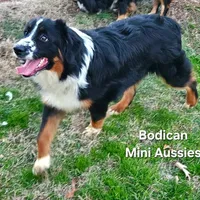 BENTLY, a male Miniature Australian Shepherd for sale in Reagan, TN – Photo 4 of 10