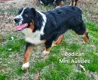 BENTLY, a male Miniature Australian Shepherd for sale in Reagan, TN – Photo 4 of 10