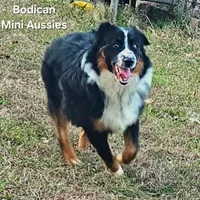 BENTLY, a male Miniature Australian Shepherd for sale in Reagan, TN – Photo 8 of 10