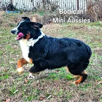 BENTLY, a male Miniature Australian Shepherd for sale in Reagan, TN – Photo 7 of 10