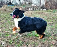 BENTLY, a male Miniature Australian Shepherd for sale in Reagan, TN – Photo 7 of 10