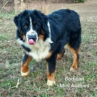 BENTLY, a male Miniature Australian Shepherd for sale in Reagan, TN – Photo 1 of 10