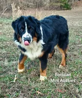 BENTLY, a male Miniature Australian Shepherd for sale in Reagan, TN – Photo 1 of 10