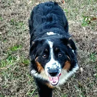 BENTLY, a male Miniature Australian Shepherd for sale in Reagan, TN – Photo 6 of 10