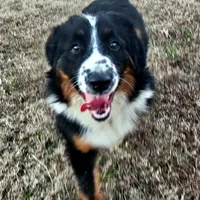 BENTLY, a male Miniature Australian Shepherd for sale in Reagan, TN – Photo 2 of 10