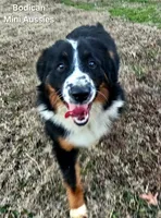 BENTLY, a male Miniature Australian Shepherd for sale in Reagan, TN – Photo 2 of 10