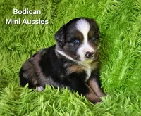 #7 DIESEL ~ BMM, a male Miniature Australian Shepherd for sale in Reagan, TN – 5 of 7