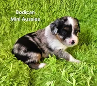 #4 GUNNER ~ BMM, a male Toy Australian Shepherd for sale in Reagan, TN – 5 of 7