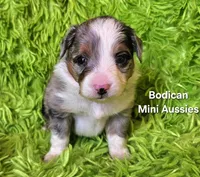 #1 ACE ~ BMM, a male Toy Australian Shepherd for sale in Reagan, TN – 6 of 8