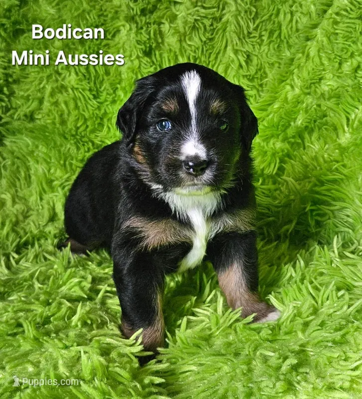 #1 WILLOW~BKF – Miniature Australian Shepherd puppy for sale in Reagan, TN