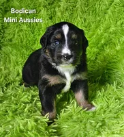 #1 WILLOW~BKF, a female Miniature Australian Shepherd for sale in Reagan, TN – 1 of 7