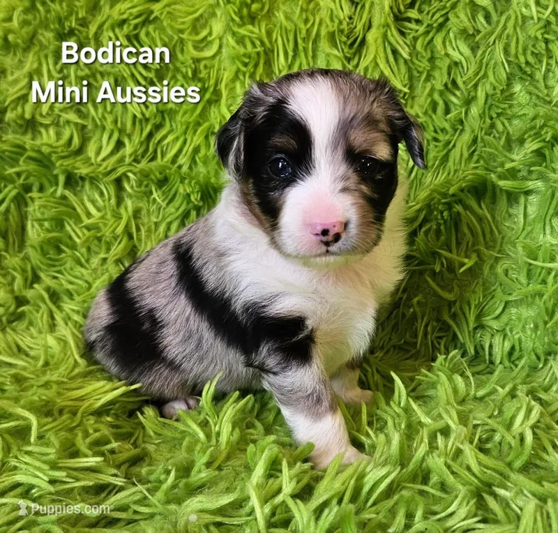 #5 ANTHEM ~ BMM – Toy Australian Shepherd puppy for sale in Reagan, TN
