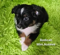 #6 CAMO ~ BKM, a male Toy Australian Shepherd for sale in Reagan, TN – 3 of 9