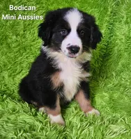 #4 JULIET ~ BKF, a female Miniature Australian Shepherd for sale in Reagan, TN – 2 of 10