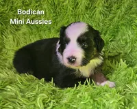 #4 JULIET ~ BKF, a female Miniature Australian Shepherd for sale in Reagan, TN – 7 of 7