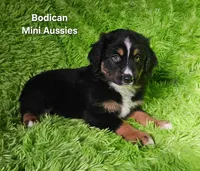 #1 WILLOW~BKF, a female Miniature Australian Shepherd for sale in Reagan, TN – 7 of 10