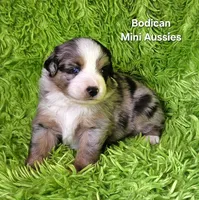 #5 ~FAITH, a female Miniature Australian Shepherd for sale in Reagan, TN – 2 of 10